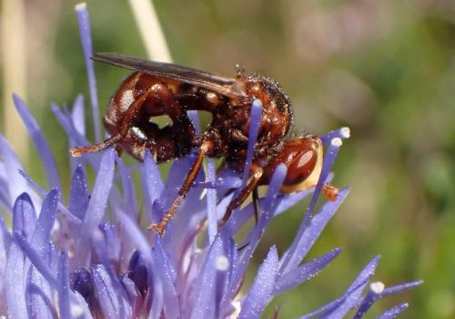 Réf. 289 546 : Sicus ferrugineus